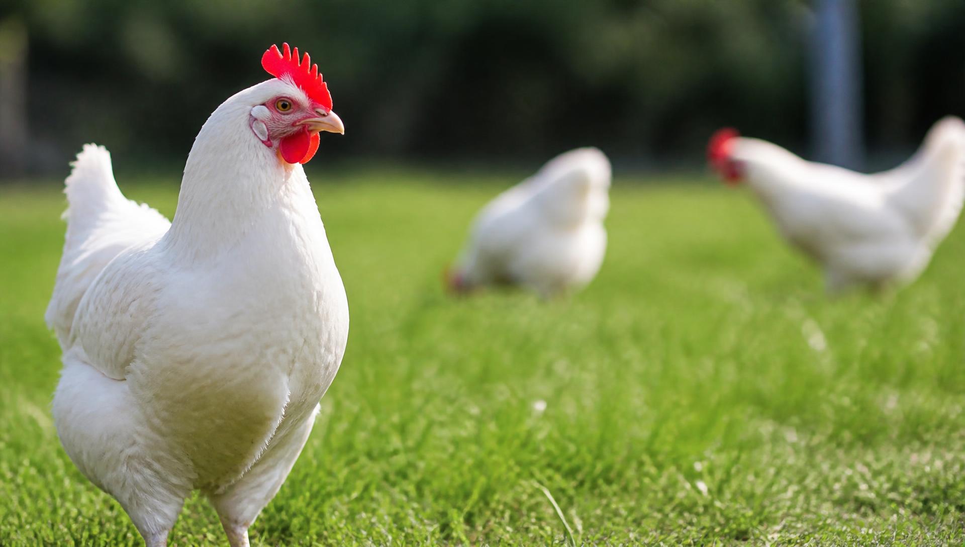 Free-range white hens grazing on the Horn Afrique poultry farm